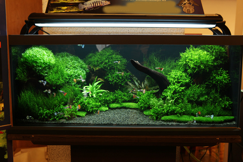 Toruń-2010-1 kopia.jpg