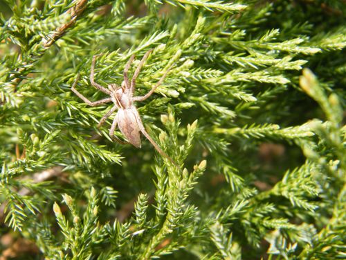 wiosna w moim ogrodzie.JPG