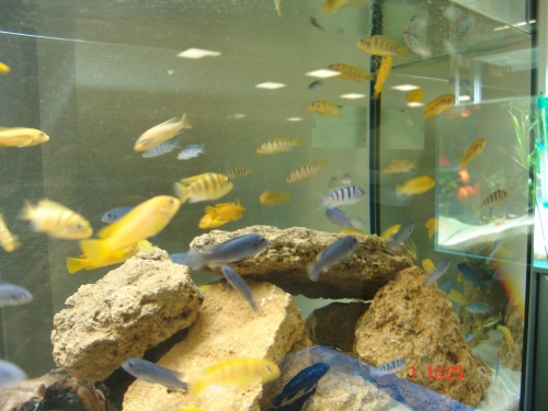 malawi zblizenie.jpg