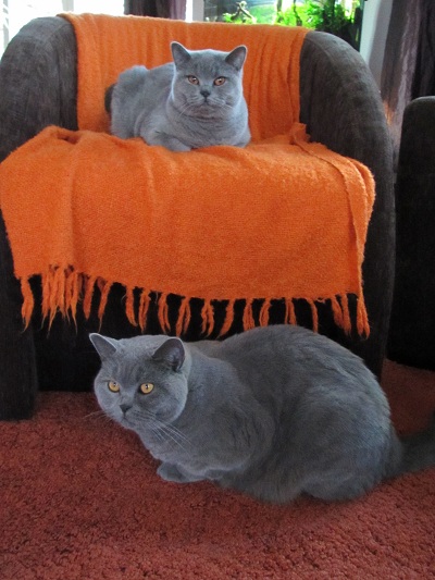 Rosie i Nicol ex.jpg