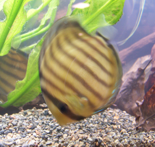 RZESZÓW 2005 030.jpg