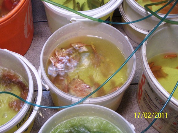 Polskie Klub Miłośników DysKowców 11.jpg