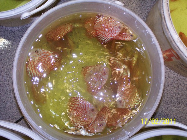 Polskie Klub Miłośników DysKowców 10.jpg