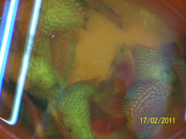 Polskie Klub Miłośników DysKowców 9.jpg