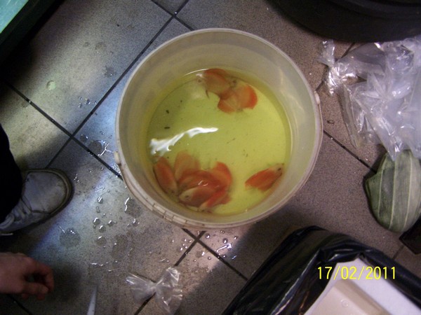 Polskie Klub Miłośników DysKowców 6.jpg