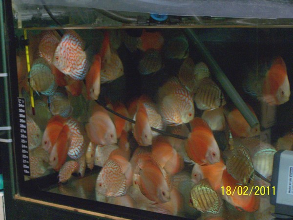 Polski Klub Miłośników Dyskowców.jpg