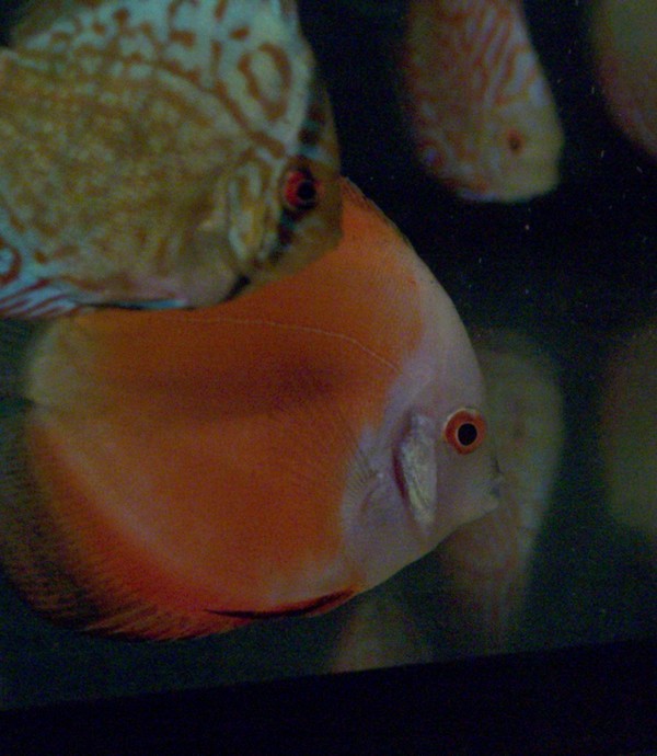 Polski Klub Miłosników Dyskowców4.jpg