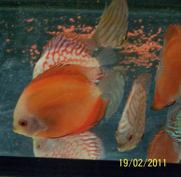 Polski Klub Miłosników Dyskowców.jpg