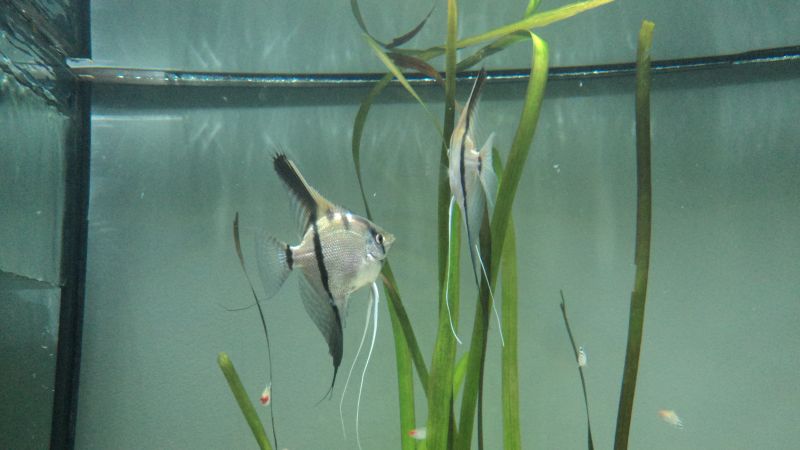 skalar2forumdla piotra.jpg