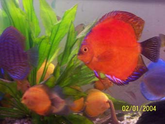 artur 126 Samiec i inne.jpg