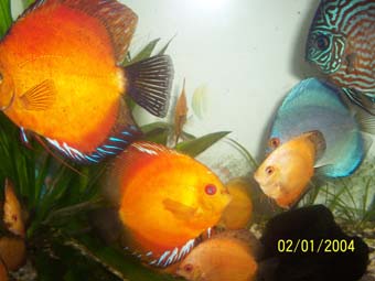 artur 035 Para Malboro red + mlode.jpg