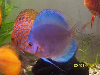 artur 054 Blue...jpg