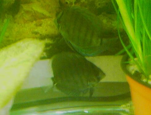 rybki przed kuracja.JPG