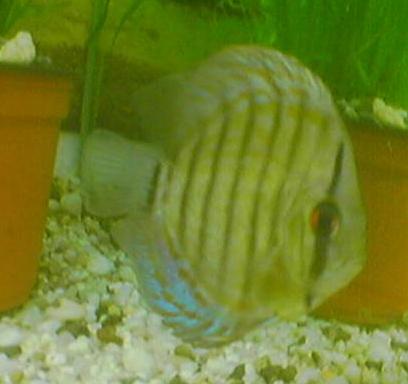 Po jednodniowej kuracji 1.JPG