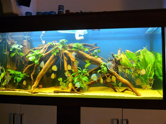 P1070112 (Custom).JPG