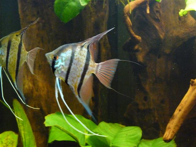 P1070078 (Custom).JPG