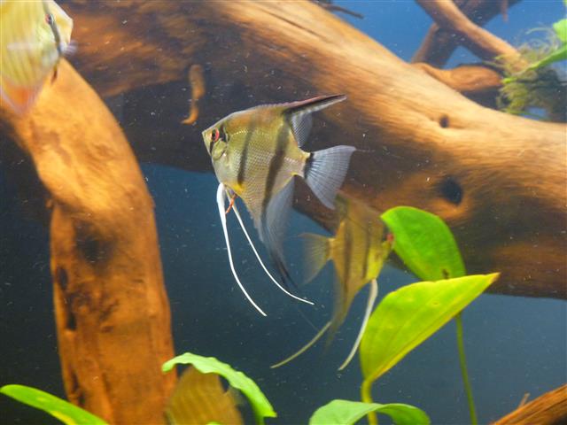 P1070113 (Custom).JPG