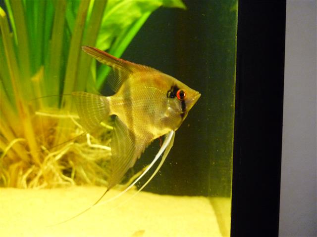 P1070115 (Custom).JPG