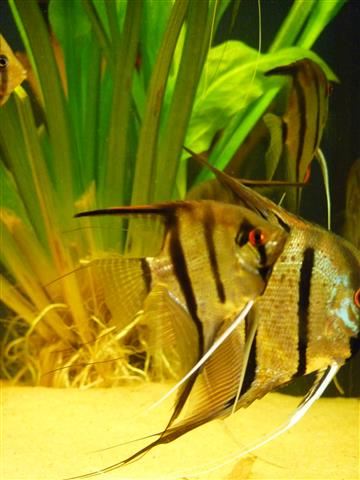 P1070117 (Custom).JPG