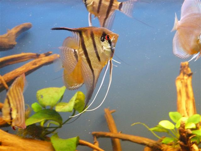 P1070134 (Custom).JPG