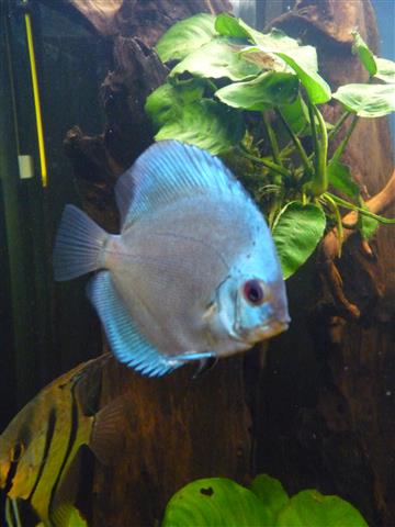 P1070094 (Custom).JPG