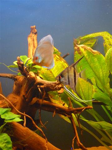 P1070137 (Custom).JPG