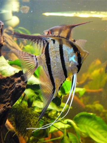 P1070140 (Custom).JPG