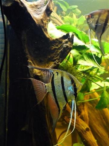 P1070141 (Custom).JPG