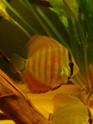 P1070149 (Custom).JPG