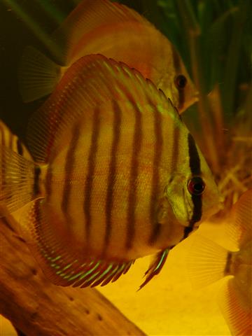 P1070150 (Custom).JPG