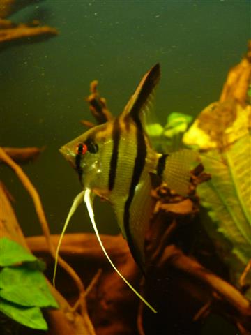 P1070157 (Custom).JPG