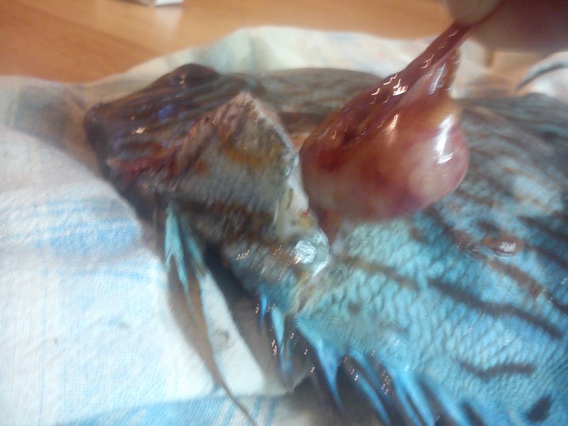 DSC_0278 (Kopiowanie).jpg