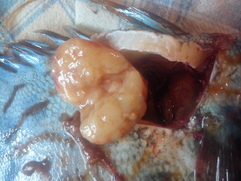 DSC_0282 (Kopiowanie).jpg