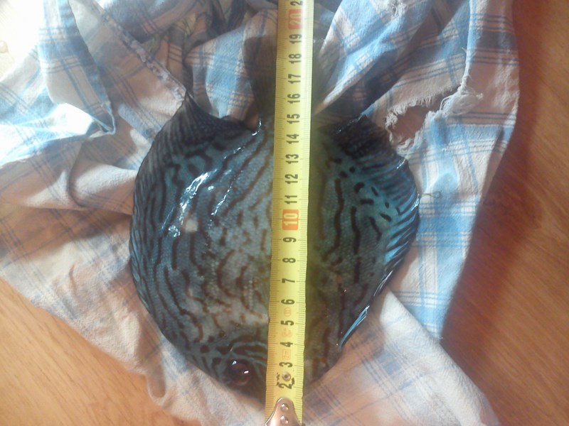 DSC_0274 (Kopiowanie).jpg