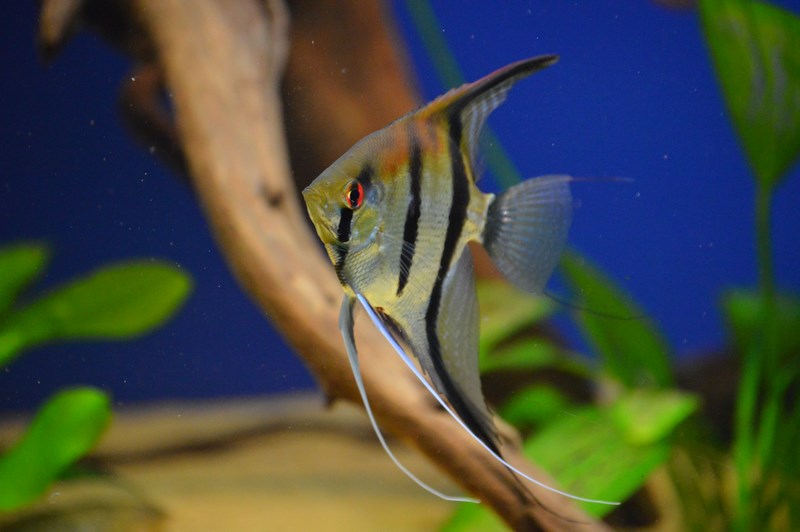 DSC_0062 (Kopiowanie).JPG