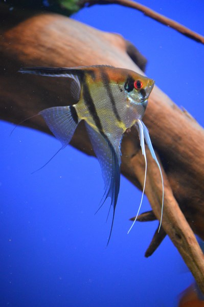 DSC_0063 (Kopiowanie).JPG