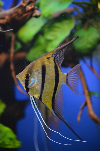 DSC_0087 (Kopiowanie).JPG