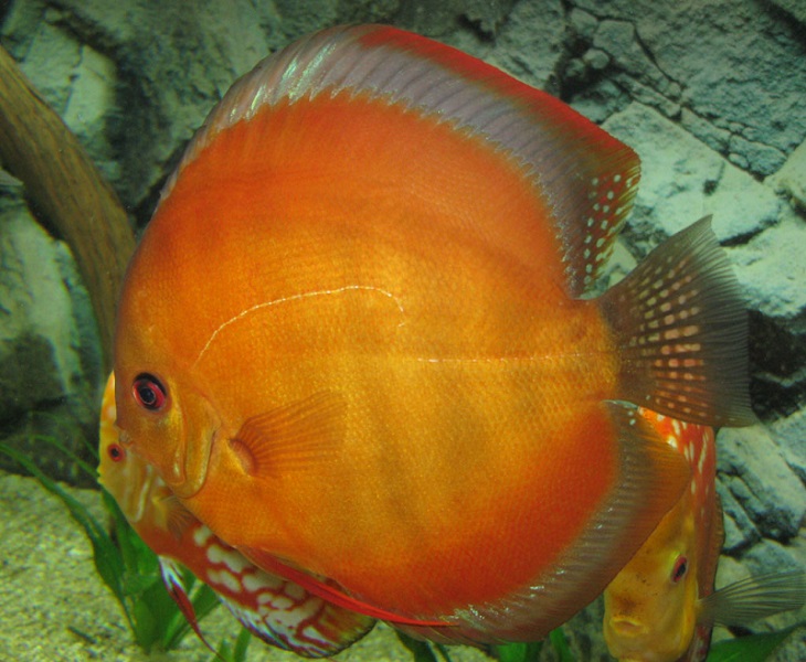 san merah - przykład.jpg