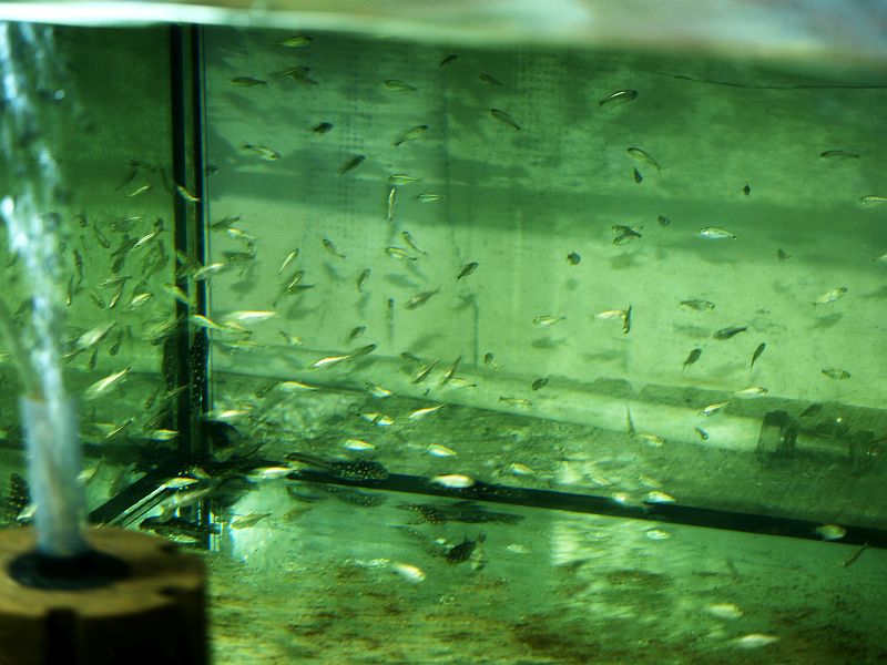 Hemmigramus rodway.JPG