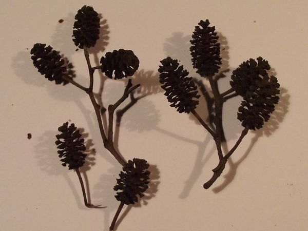 olsza_czarna_szyszki_1 .JPG