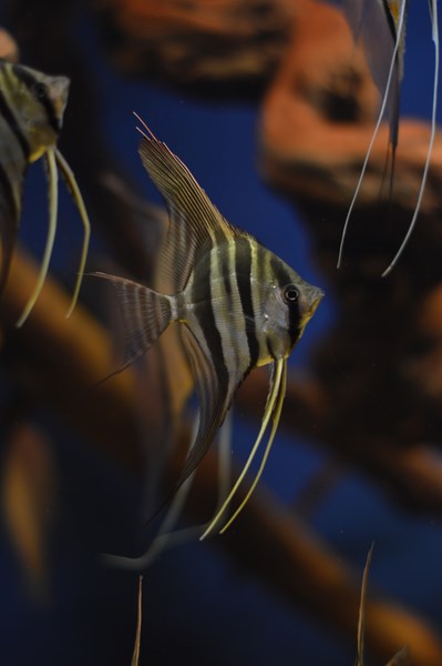 DSC_0001 (Kopiowanie).JPG