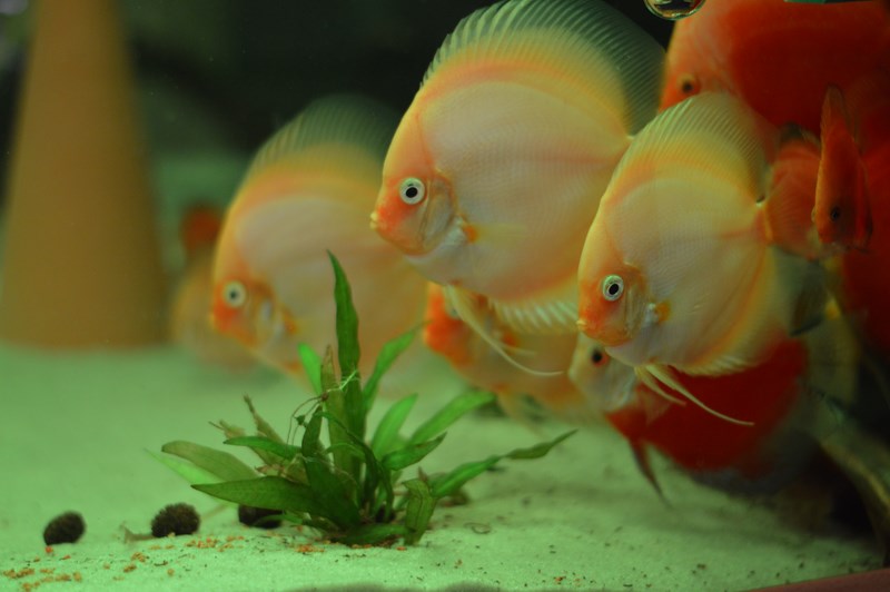 DSC_0013 (Kopiowanie).JPG