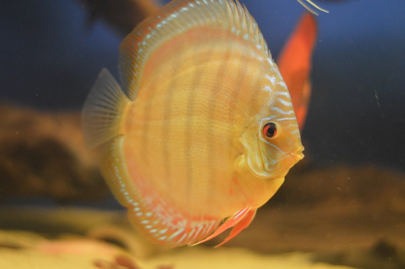 DSC_0025 (Kopiowanie).JPG