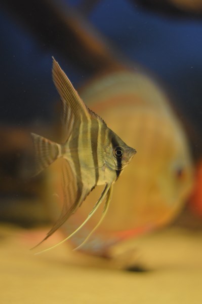 DSC_0026 (Kopiowanie).JPG