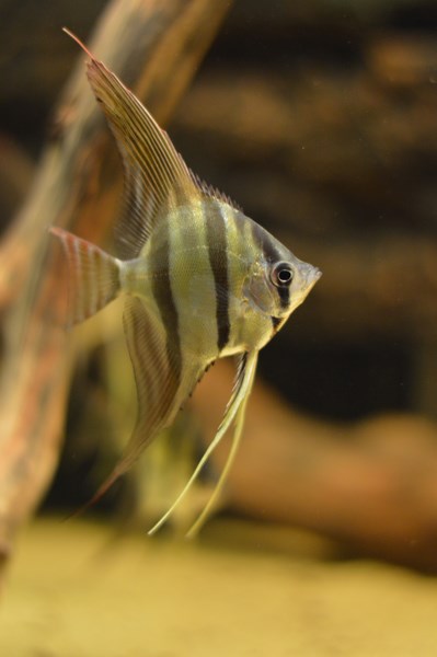 DSC_0072 (Kopiowanie).JPG