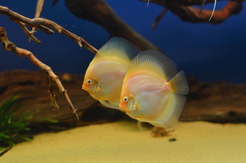 DSC_0092 (Kopiowanie).JPG