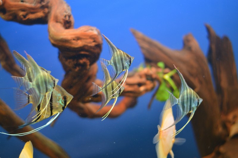 DSC_0093 (Kopiowanie).JPG