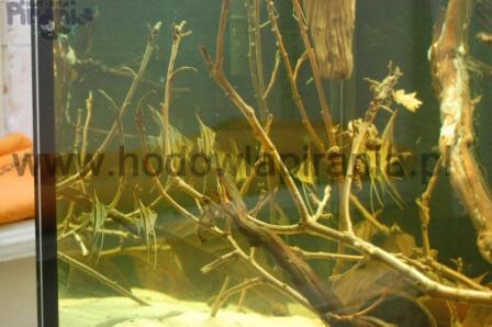 DSC_0001 (2)_wm PKMD.jpg