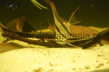 DSC_0036_wm PKMD.jpg