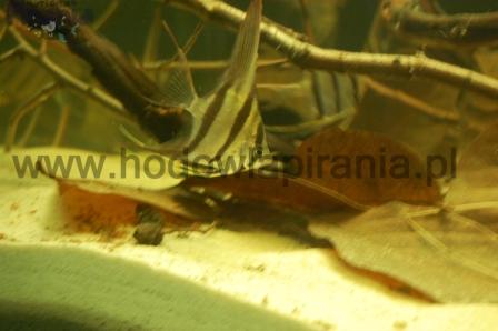 DSC_0054_wm PKMD.jpg